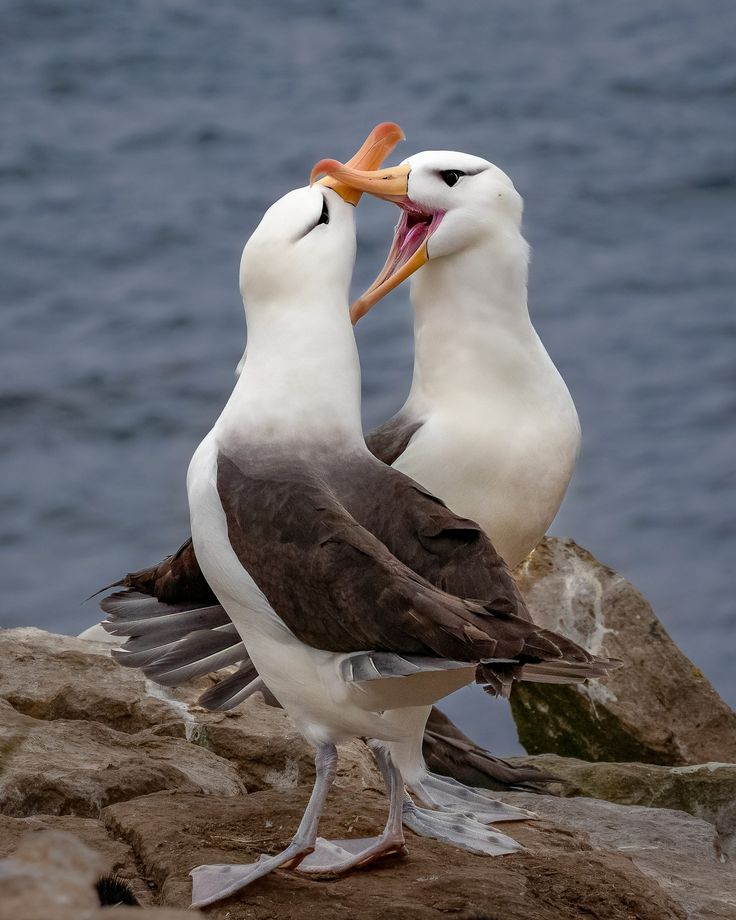 A pair of Albatrosses 