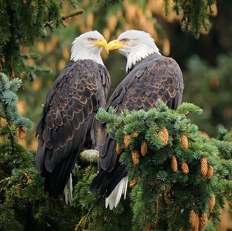 Bald Eagles