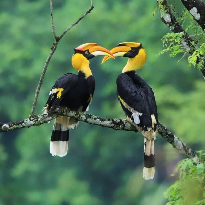 A pair of Great Hornbill