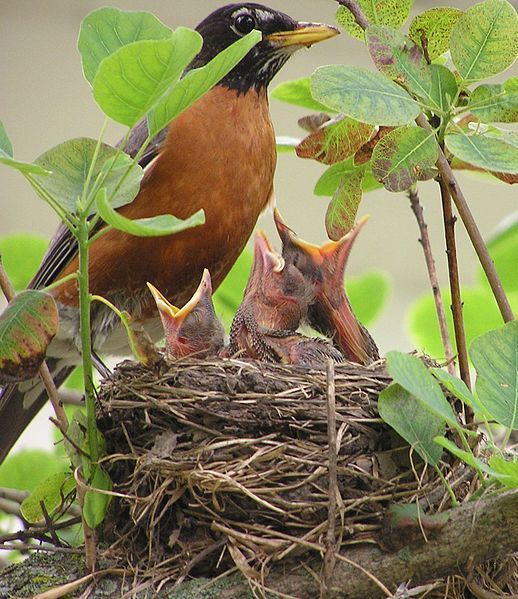 When One Bird Falls, a Whole World Breaks